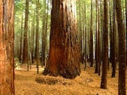 1655327620249 Redwood 1655327620249 Redwood