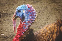 1655327629844 Turkey 1655327629844 Turkey