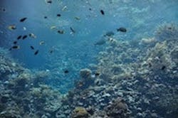 1655327779374 Fish 0 1655327779374 Fish 0