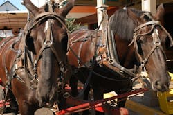 1655327783391 Horse 0 1655327783391 Horse 0