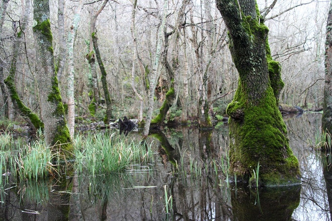 1655327792274 Forest