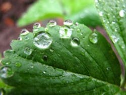1655327828989 Leaf 16 1655327828989 Leaf 16
