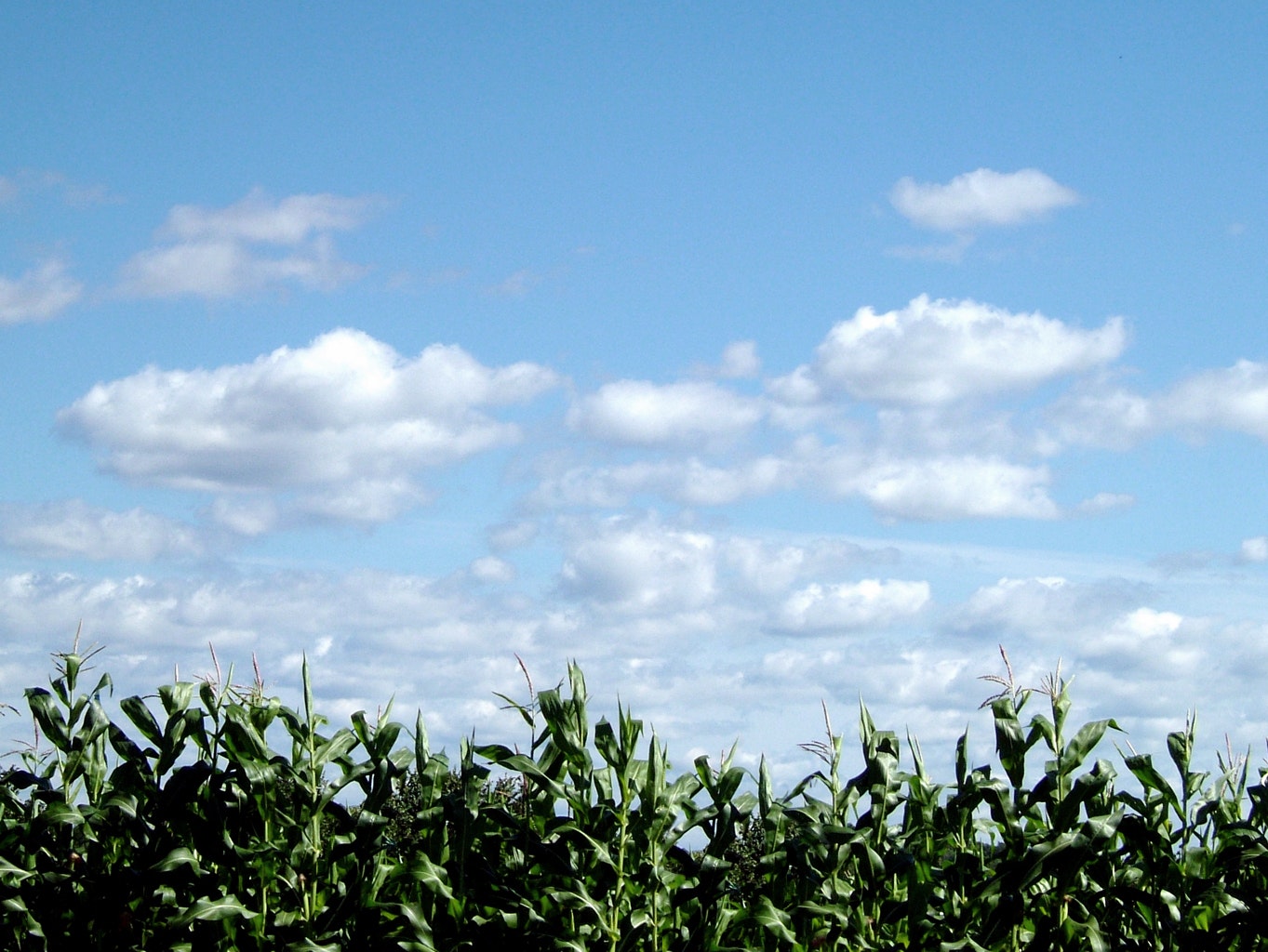 1655327877801 Cornfield1501126