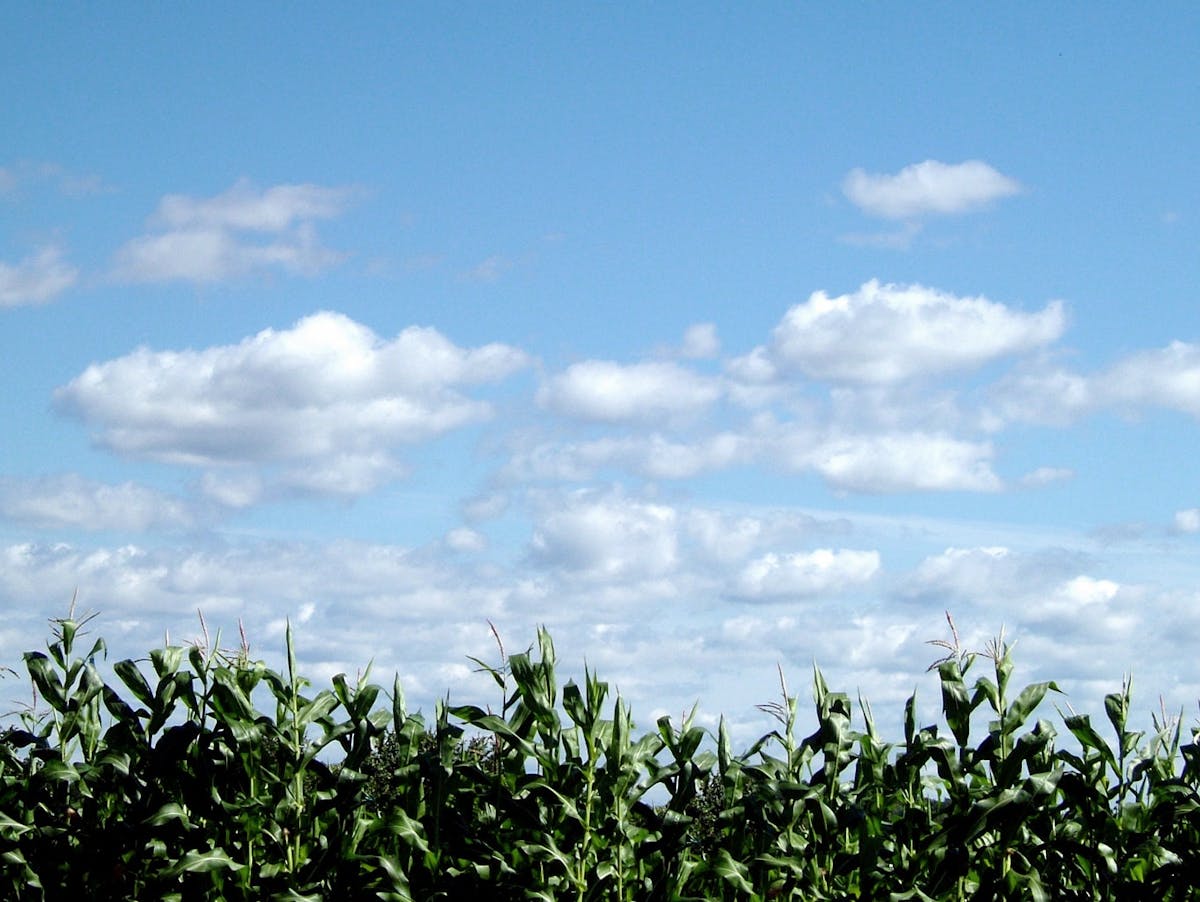 corn-field-1501126