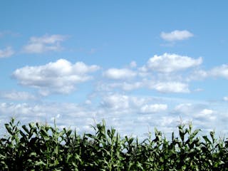 corn-field-1501126
