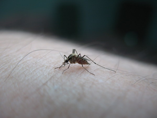 1655327881689 Mosquitoonmyhand1385575
