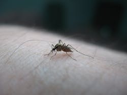 1655327881689 Mosquitoonmyhand1385575 1655327881689 Mosquitoonmyhand1385575