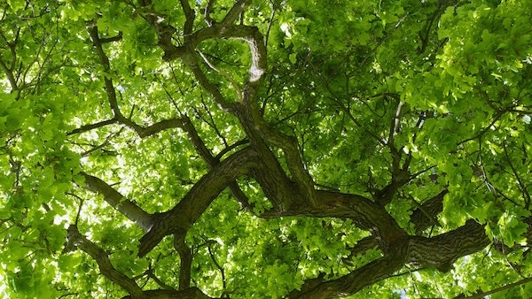 1655327930063 Oaktreebranches1618715