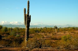 saguaro-cactus-2-1383090