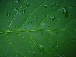 1655327958922 Greenleavewithwaterdrops1534981 1655327958922 Greenleavewithwaterdrops1534981