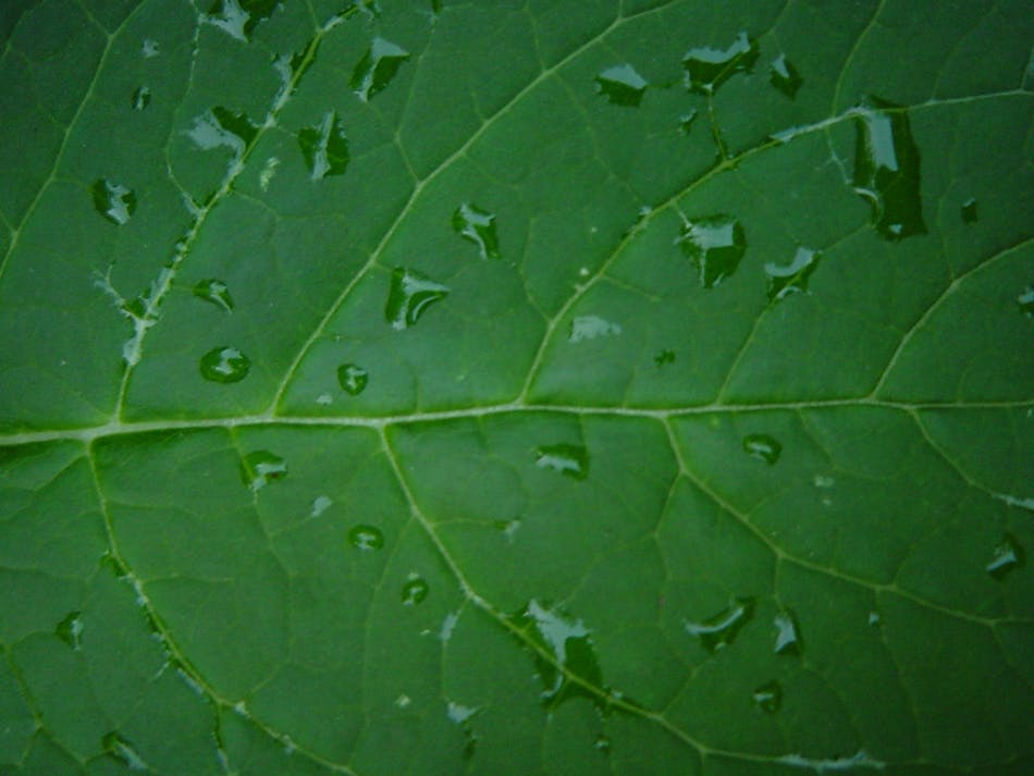 green-leave-with-waterdrops-1534981