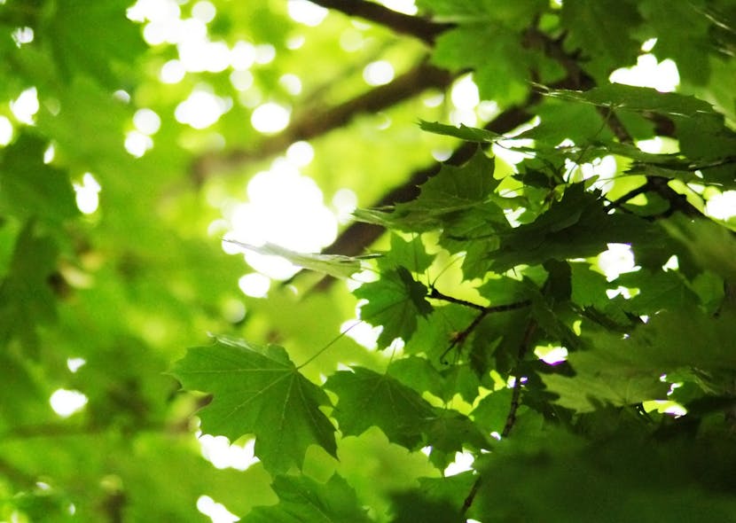 9.20 summer-leaves-1-1370632-1279x908