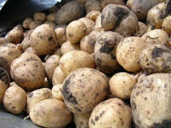 10.13 potatoes-from-the-allotment-1568379-1278x956