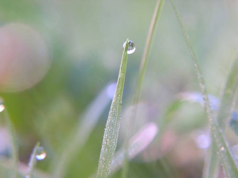 10.28 grass-droplet-1403973-1280x960