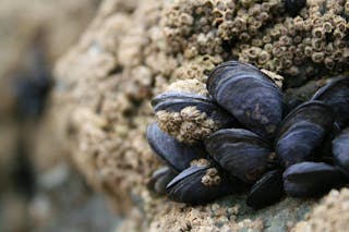 12.30 mussels-1556907-1279x852
