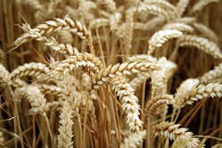 2.3 golden-wheat-1326335-1279x852