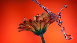 1.31 watering-the-flowers-3-1616236_0