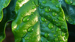 3.6leaf-654121_1280