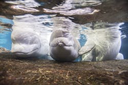 1655328102997 Beluga Whales 1655328102997 Beluga Whales