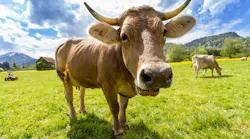 3.27cow-759018_1280
