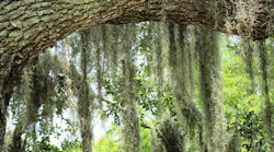 5.4 moss-354100_1280