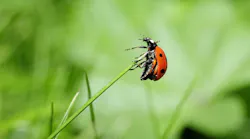 5.3ladybug-796482_1280