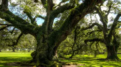 5.1oak-alley-plantation-1647284_1280