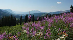 5.30wildflower-1582625_1280