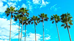 6.26palm-trees-1277243_1280