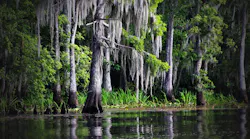 7.5swamp-169168_1280