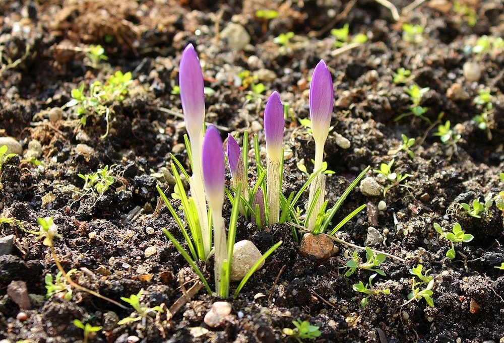 1655328214084 Crocus3175454 960 720