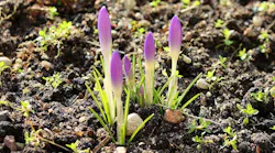 crocus-3175454_960_720