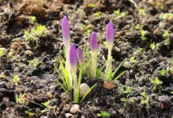 1655328214084 Crocus3175454 960 720 1655328214084 Crocus3175454 960 720