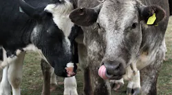 livestock-3251253_960_720