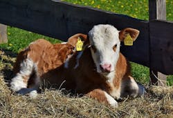 1655328236140 Cow3357534 960 720 1655328236140 Cow3357534 960 720