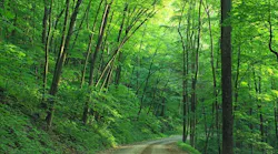 woods-1600782_960_720