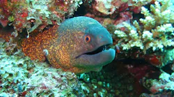 moray-2064538_960_720