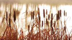 8.13wetland