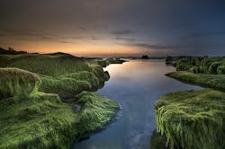 1655328322576 Algaeblooms 1655328322576 Algaeblooms