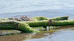 OhioToxicAlgae