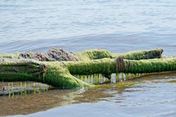 1655328325344 Ohiotoxicalgae 1655328325344 Ohiotoxicalgae