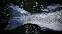 fish-1149465_1920