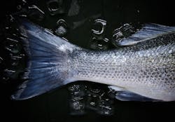 1655328355188 Fish1149465 1920 1655328355188 Fish1149465 1920