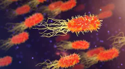bacteria_2