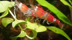 shrimp