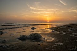 1655328399991 Foamalgae 1655328399991 Foamalgae