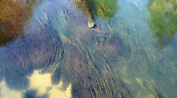 river-algae-242169_1280-1