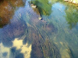 1655328421028 Riveralgae242169 12801 1655328421028 Riveralgae242169 12801