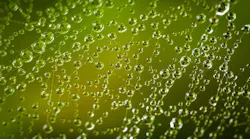 spider-web-3060448_1280