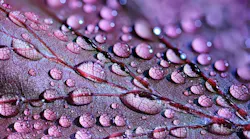 dewdrops-2432391_1920